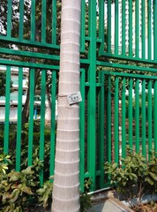 Archontophoenix alexandrae