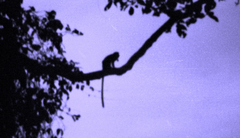 Cercopithecus campbelli