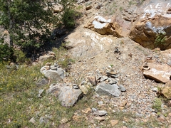 Platycleis intermedia