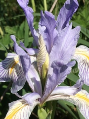 Iris longipetala