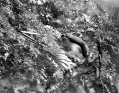 Cercopithecus campbelli