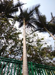 Archontophoenix alexandrae