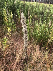 Liatris quadriflora