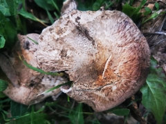 Agaricus pequinii