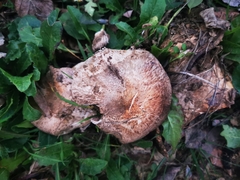 Agaricus pequinii