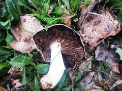 Agaricus pequinii
