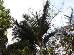 Archontophoenix alexandrae