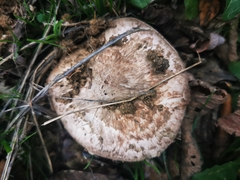 Agaricus pequinii