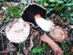 Agaricus pequinii