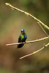 Panterpe insignis