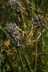 Allium ledebourianum