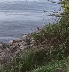 Corythornis cristatus