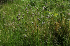 Allium ledebourianum
