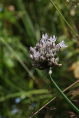 Allium ledebourianum