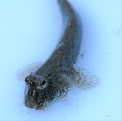 Periophthalmus modestus