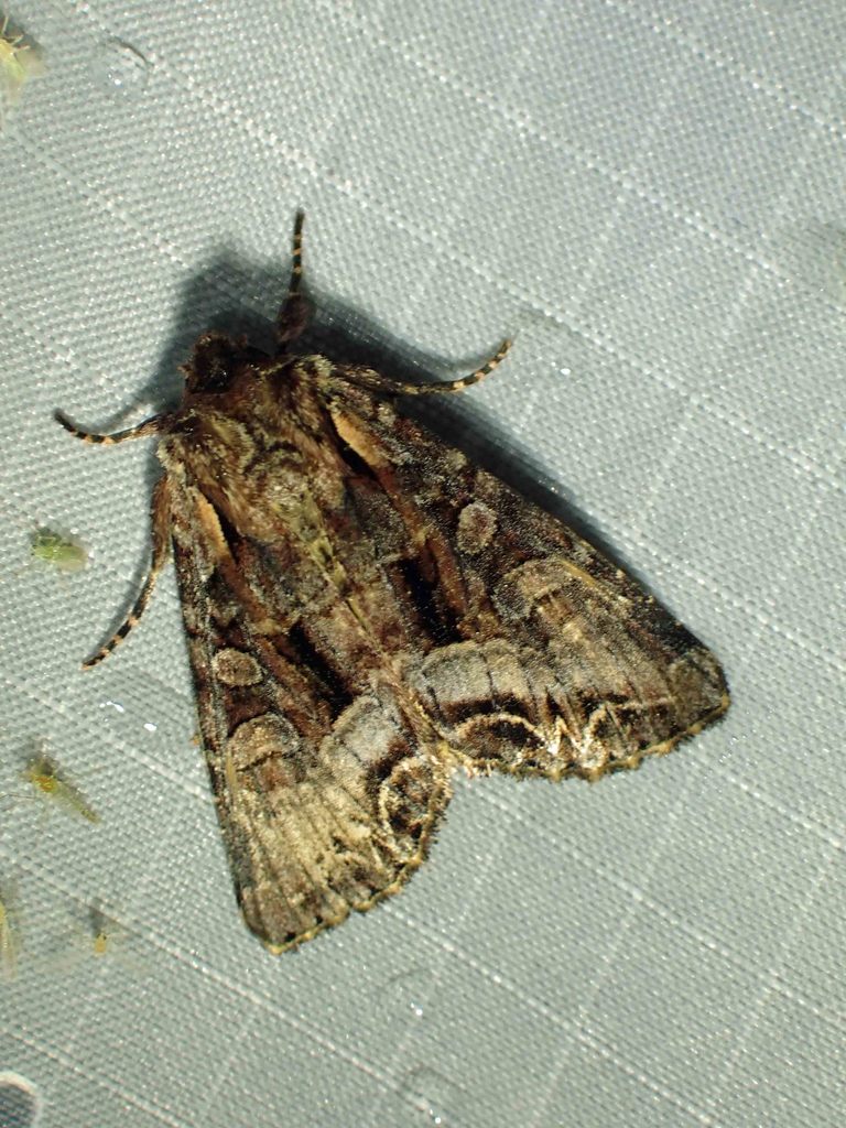 Grand Arches Moth