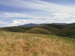 Myrmecaelurus trigrammus