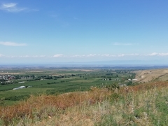 Myrmecaelurus trigrammus