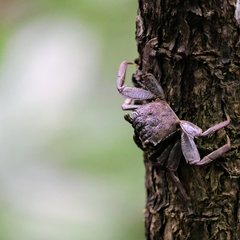 Episesarma versicolor