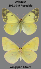 Colias philodice eriphyle