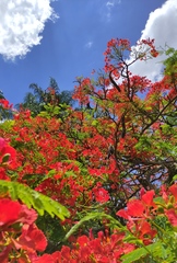 Delonix regia