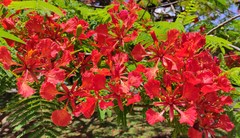 Delonix regia