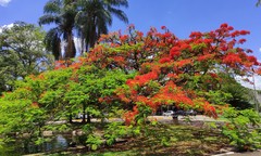 Delonix regia