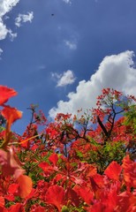 Delonix regia