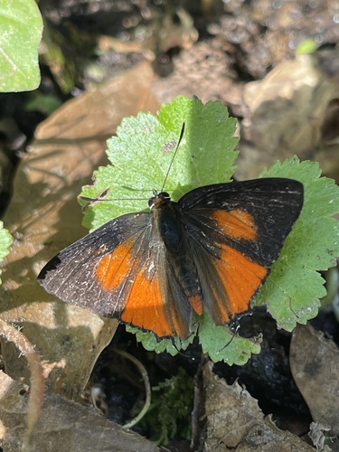 Subspecies Deudorix vansomereni montana · iNaturalist