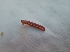 Argyrosticta decumana