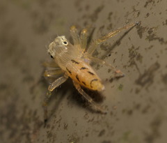 Telamonia