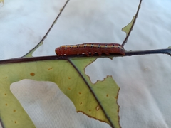 Argyrosticta decumana