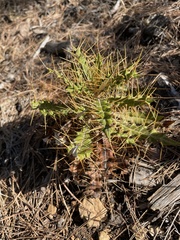 Ptilostemon hispanicus