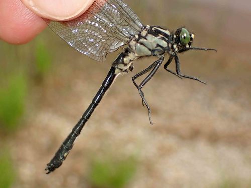 Mustached Clubtail
