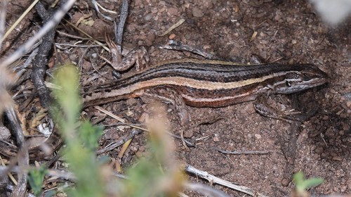 Liolaemus chaltin