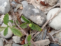 Araneus detrimentosus