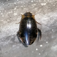 Thermonectus