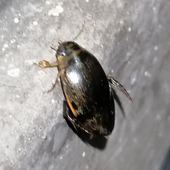 Thermonectus