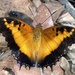 Charaxes pollux geminus - Photo (c) Stefaneakame, some rights reserved (CC BY-NC)