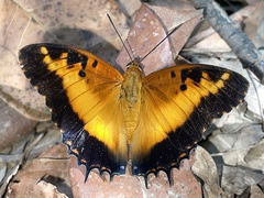 Charaxes pollux geminus