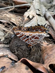 Charaxes pollux geminus