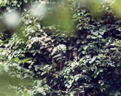 Cercopithecus campbelli