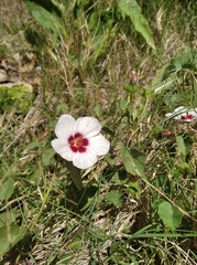 Pavonia glechomoides