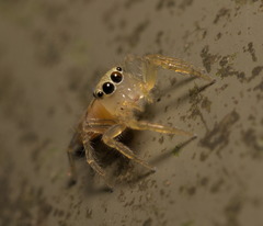 Telamonia