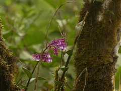 Epidendrum porphyreum