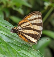 Arawacus aetolus