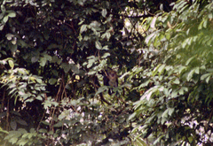 Cercopithecus campbelli