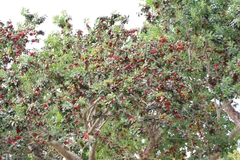 Ilex rotunda microcarpa