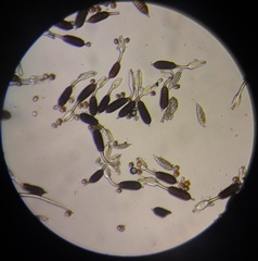 Phragmidium mucronatum