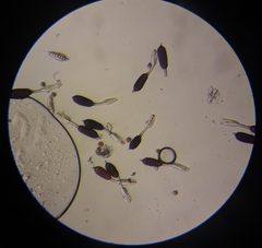 Phragmidium mucronatum